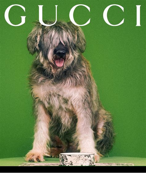 Gucci Pet Collection: Gucci Has Debuted Its First Pet .